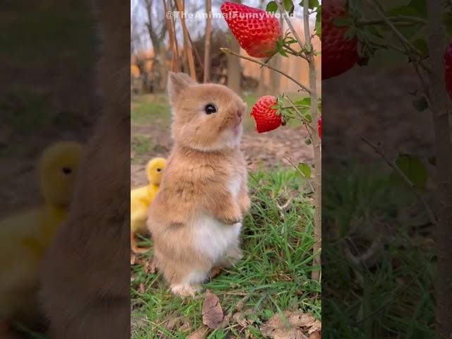  Funny & Cute Animal Videos Compilaton Of The 2024 