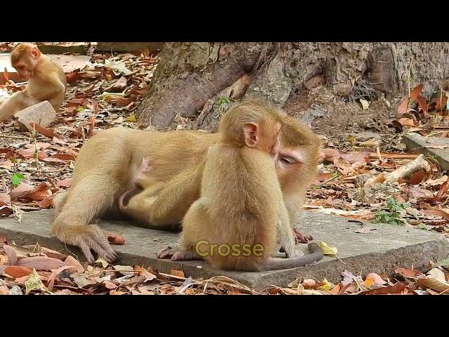 Oh no mom... Young mother monkey no experience for take care newborn till made baby scare crying