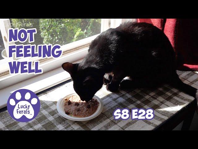 Failure, Success, and A Cat Not Feeling Well - Lucky Ferals S8 E28 - Cat Vlog - Living With 11 Cats