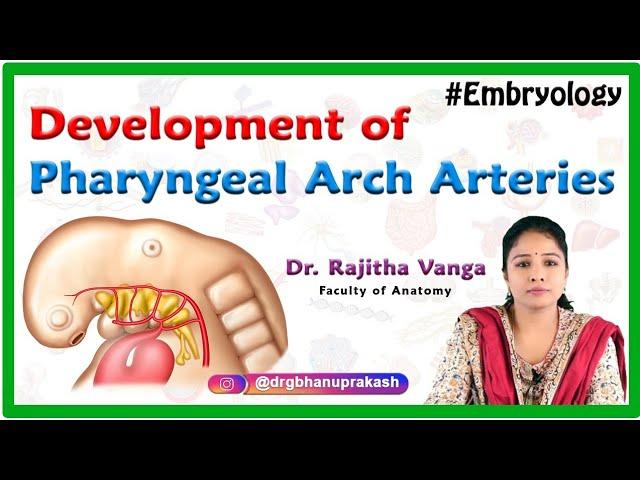 Development of Pharyngeal Arch Arteries : Embryology