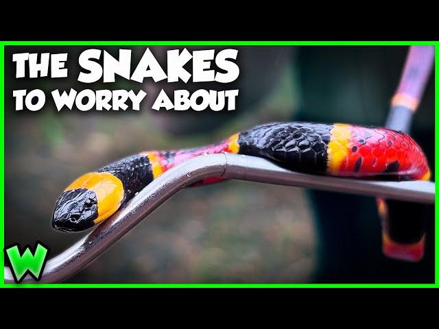 These are the Most VENOMOUS Snakes in the US