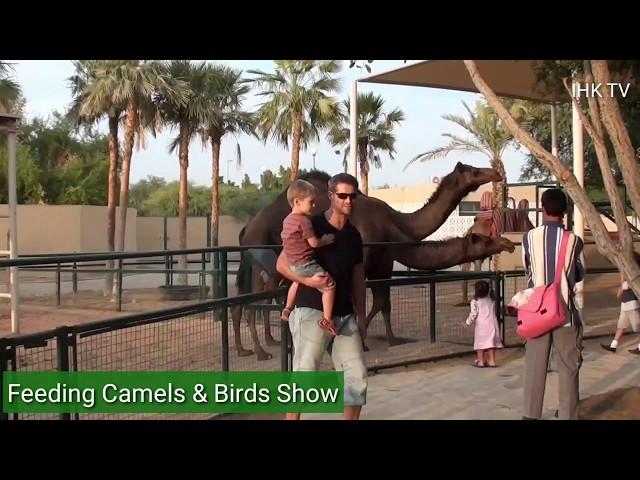 Feeding Camels and Birds Show