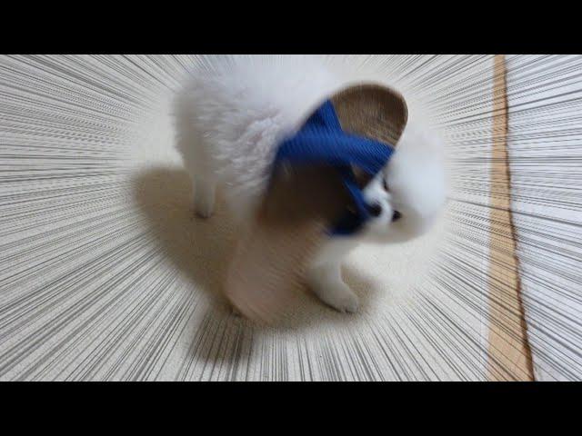 一人でラーメンを食べる飼い主を見てとんでもない行動に出たポメラニアン