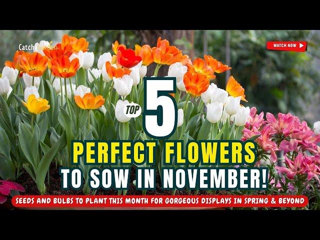  TOP 5 PERFECT FLOWERS to Sow in NOVEMBER!  // Gardening Ideas