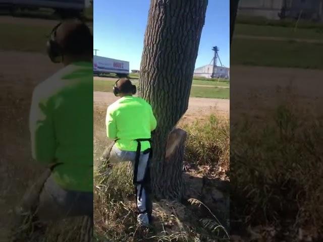 Felling A Tree With HEAVY Lean Toward Power Lines | Sizwill Undercut