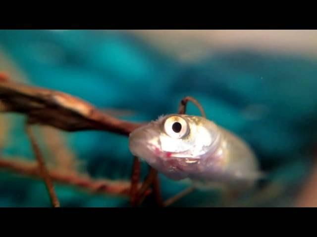 Water Scorpion (Ranatra sp.) Eats Feeder Fish