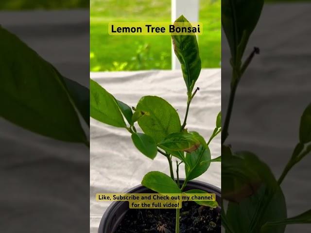 Lemon Tree Bonsai from Seed #shorts #fruit #citrus #viral #calm #subscribe