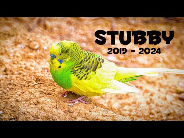 A Tribute to Stubby: The Final Journey of Budgie || 2019-2024