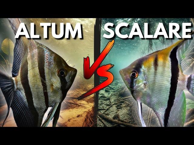 Altum vs Scalare Angelfish: Complete Guide for Beginners and Experts