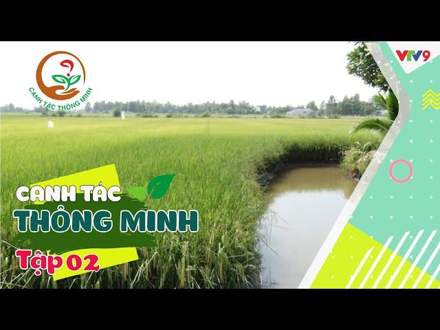 Bí quyết hạn chế lúa đổ ngã | Canh tác thông minh tập 2 | VTV9