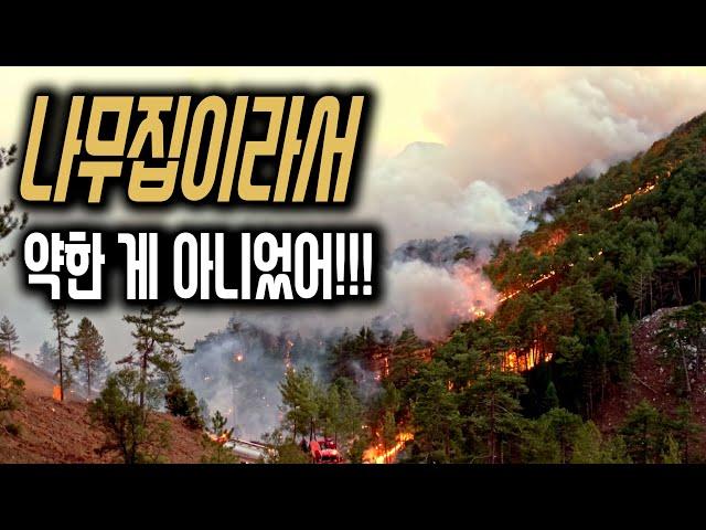 왜 문제 많은 나무로  계속 집을 짓는거지 ? 궁금한걸 다 풀어보겠어 !!!