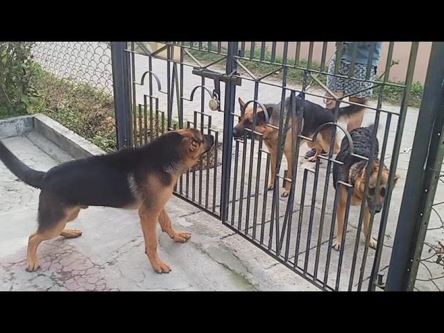 German Shepherd barking loud..