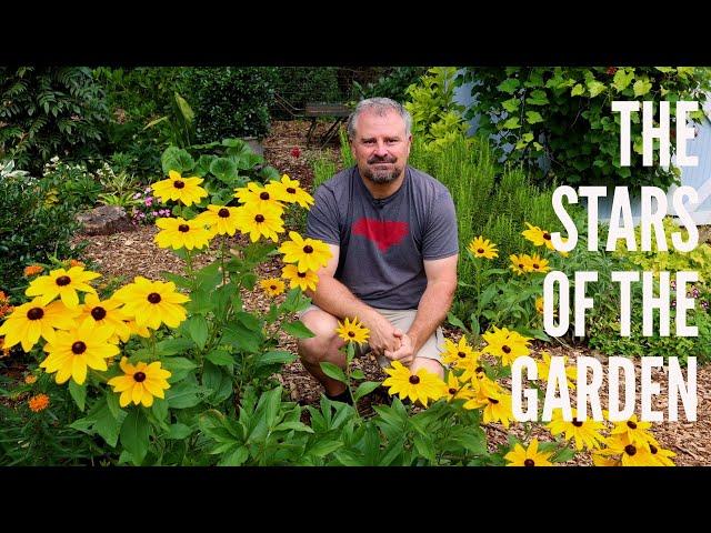 The Stars of the Garden - Aster, Daisy, Sunflower Family