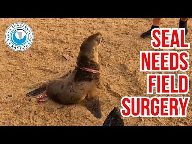 We Never Know What Awaits: Back-to-Back Seal Rescues