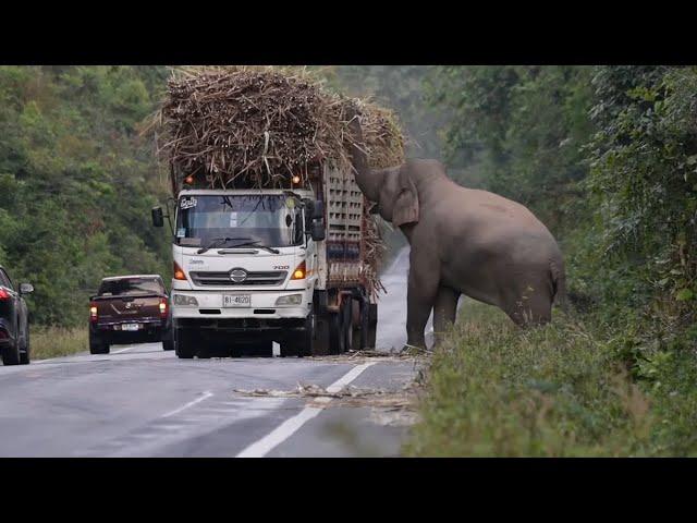 Greedy wild elephant stops passing trucks to steal sugarcane