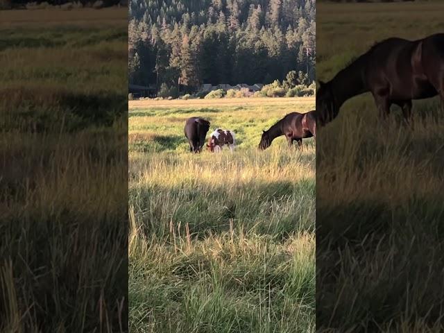 Horses enjoying the day