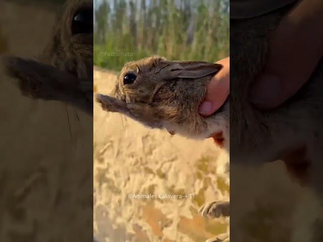 Man Saves Rabbit Friend