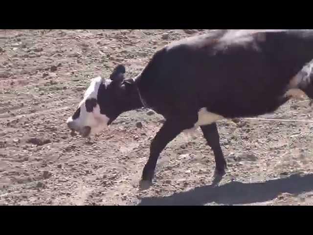 Mother Cow Milking Event - Rowell Ranch Rodeo Cruelty - May 19, 2013