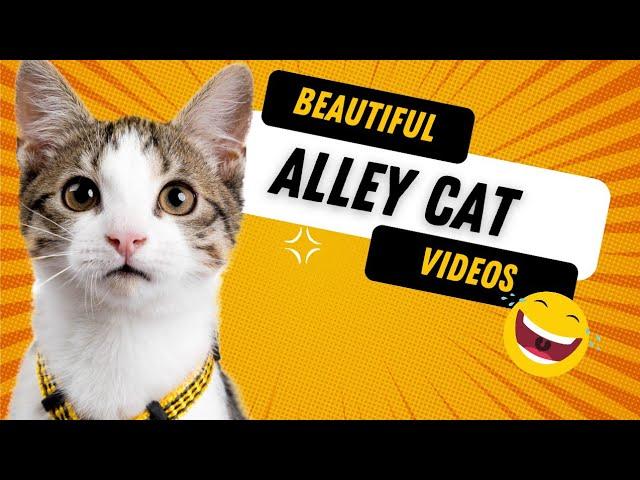 Beautiful Alley cat videos #animals #pet #alleycat