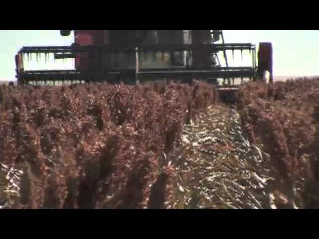 Sorghum Checkoff