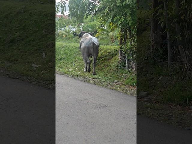 Let's go field #kerbau #buffalo #animals #hewan