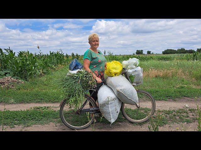 Вот тебе и хозяйка! Бурьян на 3-х огородах выше головы