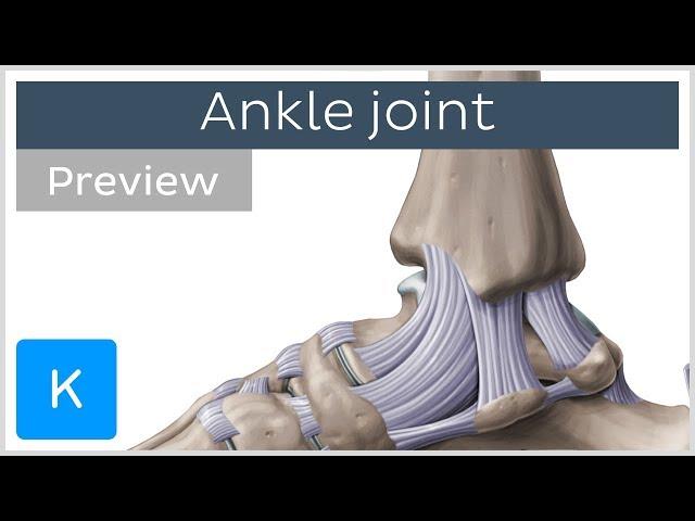 Ankle joint: bones and ligaments (preview) - Human Anatomy | Kenhub