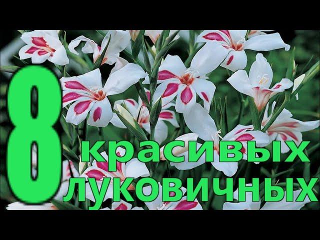 8 most POPULAR BULBOUS flowers for spring planting in the garden/Elena Mir of Seeds and Flowers