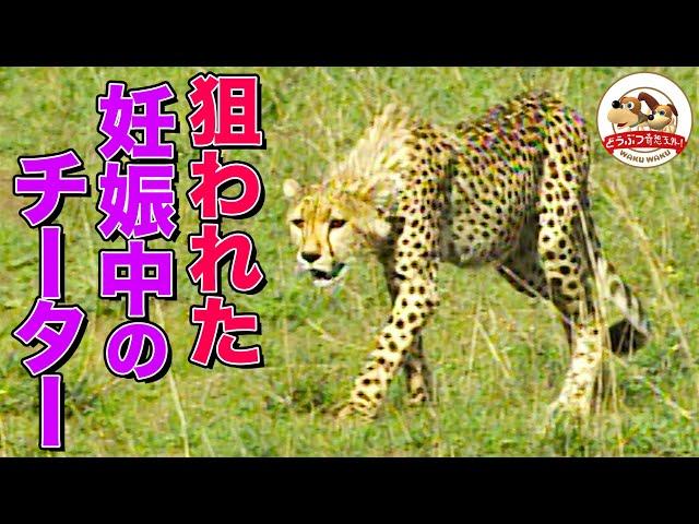 【チーターの一番長い日】獲物がとれない出産間近のチーターが別チーターと鉢合わせ！前代未聞の恐怖展開に…（羽仁進のマザーアフリカ㉘前編）【どうぶつ奇想天外／WAKUWAKU】