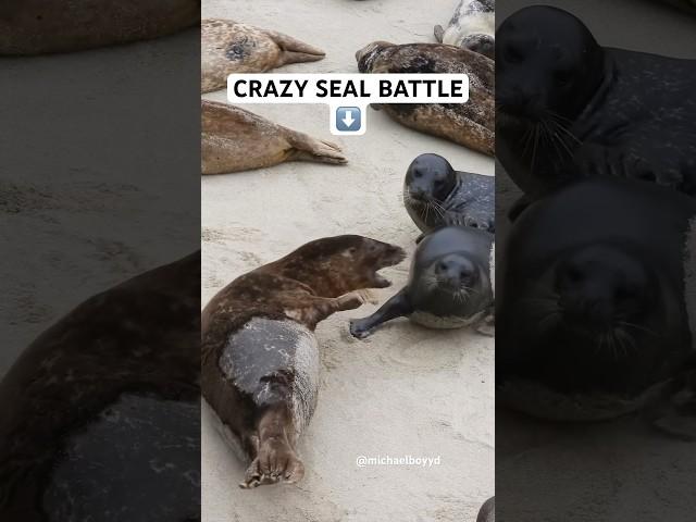 This seal started a crazy seal mosh pit