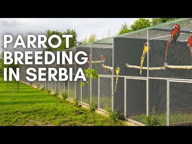 Parrot Breeding in Serbia - A Hidden Gem in Aviculture. Your Parrot Birdfood. Macaws & Co.