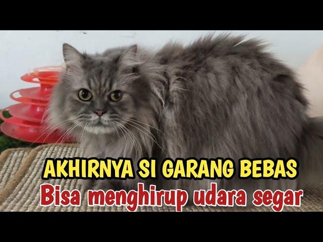 SI KUCING GARANG AKHIRNYA BEBAS MENGHIRUP UDARA SEGAR