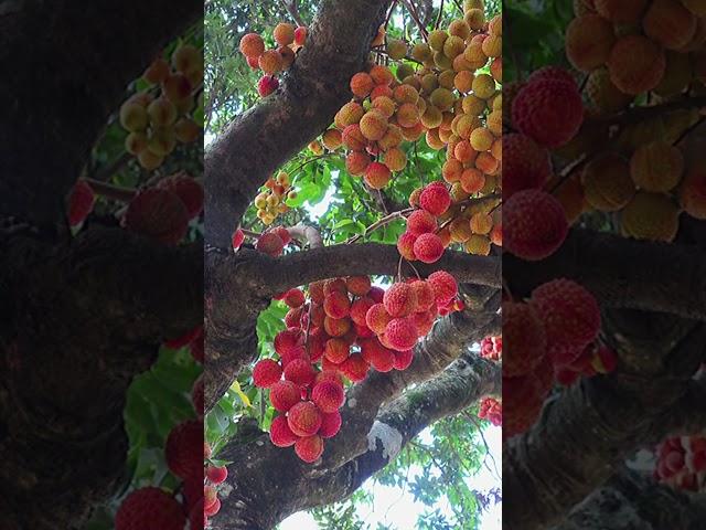 Summer covered with lychees #lychee #chinesefruits #exoticfruittrees #lyckyee #frozenlychee