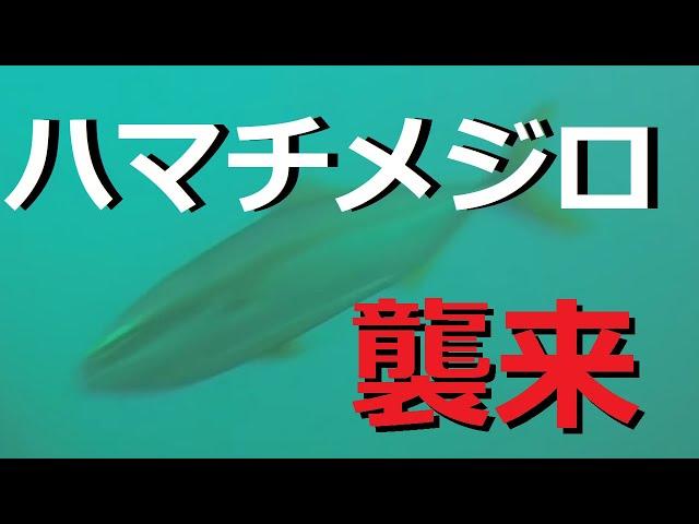 ハマチ メジロ ワラサがアジを襲う！　海釣り水中映像