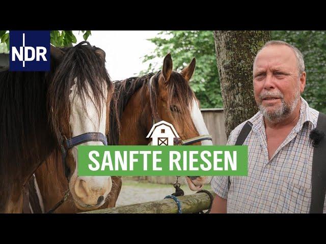 Shire Horses - große Pferde, entspanntes Gemüt | Die Nordreportage | NDR