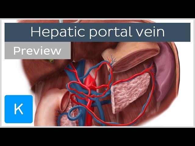 Hepatic Portal Vein (preview) - Human Anatomy | Kenhub