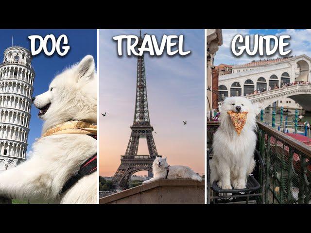 HOW TO TRAVEL WITH YOUR DOG | Step By Step Guide