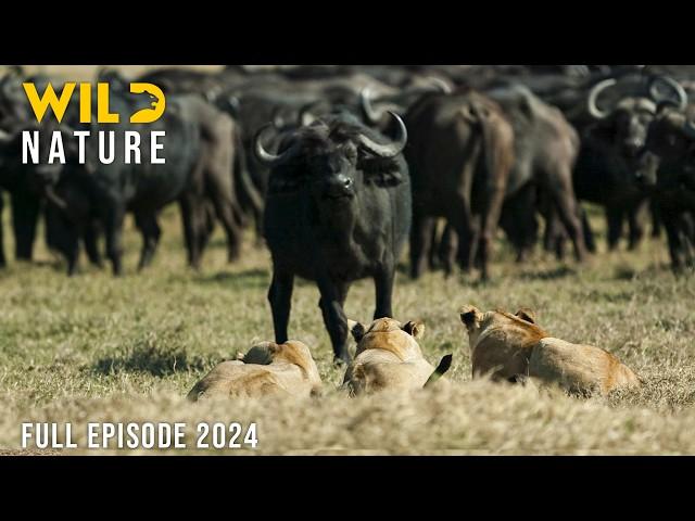 WILD KALAHARI | Challenges in the Land of Predators | Animal documentary