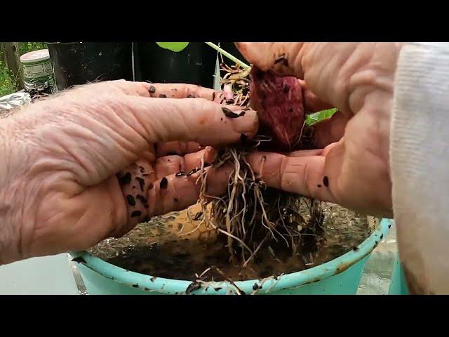 PART 3 - HOW TO TURN 1 SWEET POTATO INTO 100 SWEET POTATOES - PREPARING & PLANTING INTO #garden