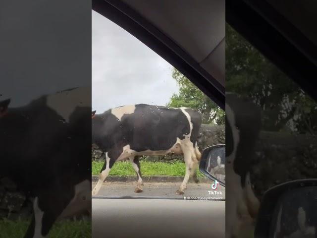 Azores - The Traffic