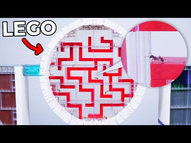 I Trapped 100 Ants in a LEGO MAZE!