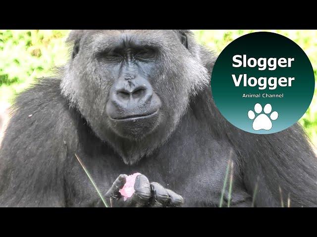 Baby Gorilla Juni Trying To Get Some Ice Treats