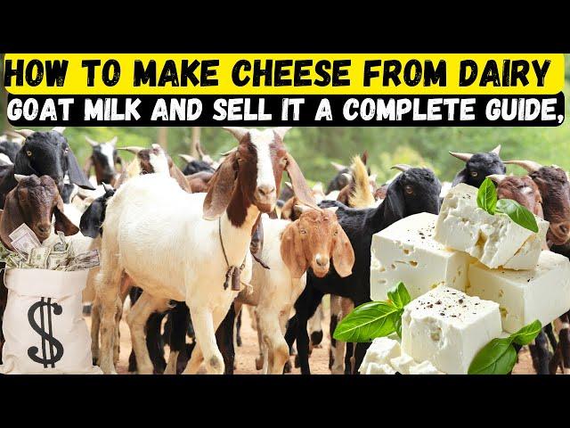 How to Make Cheese from Dairy Goat Milk and Sell It A Complete Guide