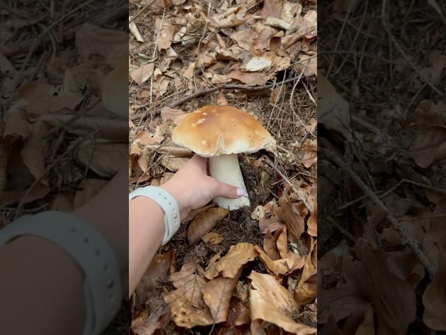 Perfect boletus | Funghi porcini |Boletus #porcinimushrooms #pilze #mushroom #boletus #grzyby #гриби