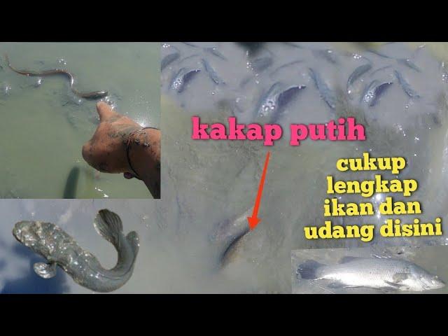 berburu ikan sisa panen dapat belut ikan kakap ikan mujair ikan bandeng udang Tiger dan udang vanami