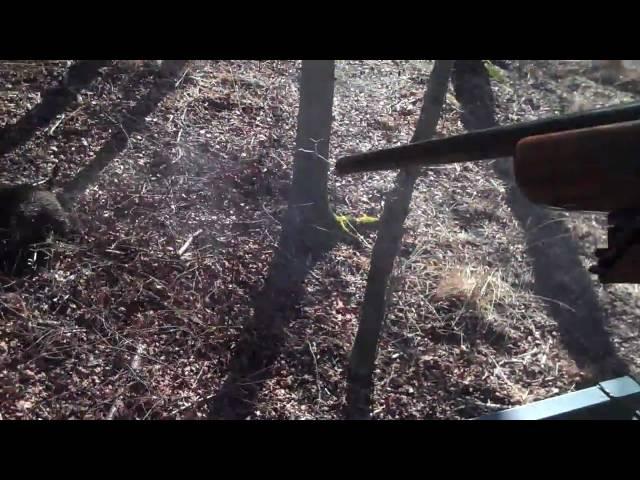 hunting wild boar crazy kill! (france)