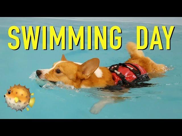 SWIMMING DAY - Topi the Corgi