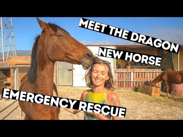 She hadn't eaten in 3 days! Meet Dragon, new horse rescue. Tenerife Horse Rescue