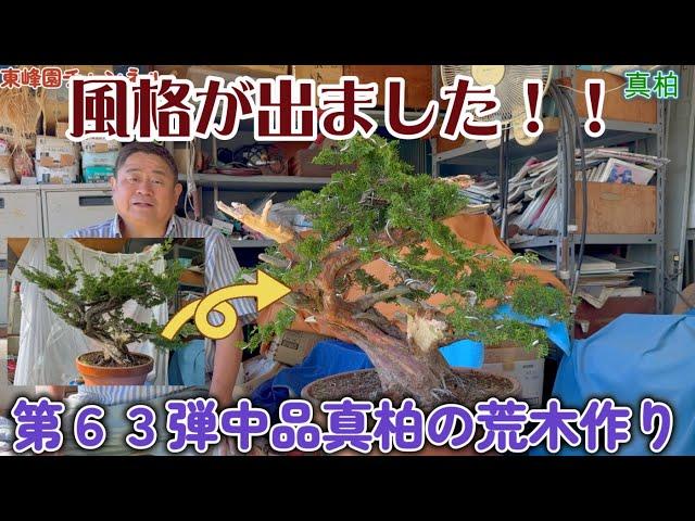 【盆栽】第６３弾　中品真柏荒木作り【風格が出ました！】