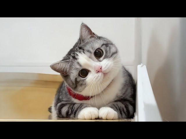 Cats use 100  cuteness  Funny Cats Videos